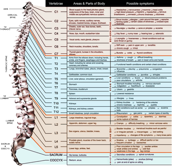 Spinal And Nerve Education The Spine Center